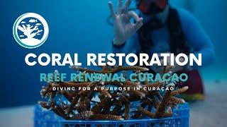 The PADI Coral Restoration Specialty Course with Reef Renewal Curaçao: Dive for a Purpose