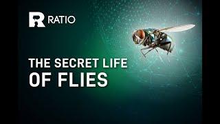 Dr. Erica McAlister: The Secret Life of Flies