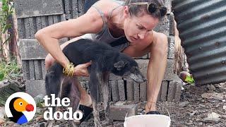 Dog Tied To Fence Her Whole Life LOVES To Run On The Beach | The Dodo