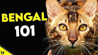 Must Watch BEFORE Getting a BENGAL CAT | Bengal Cat 101