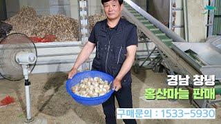 신바람 농산물 협력농가 판매상품] 경남 창녕 홍산마늘 판매합니다 (주화 1대종) 입니다.  - 중고트랙터 중고농기계 경운기 관리기 스키로더 굴삭기 화물트럭 매매 직거래 장터 사이트