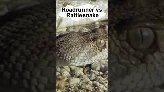 The roadrunner is the fastest bird in the world, and the rattlesnake is no match