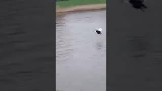 Flying muscovy duck