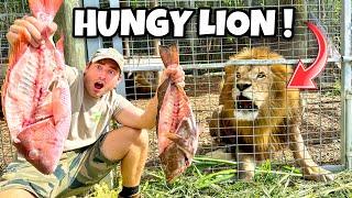 FEEDING MASSIVE FISH TO HUNGRY LION PRIDE ! (LIONS, TIGERS, CROCODILES)