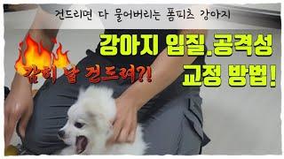 심한 공격성과 입질로 인해 건드리지도 못하는 폭군 폼피츠 강아지!어떻게 교육해야 될까요?