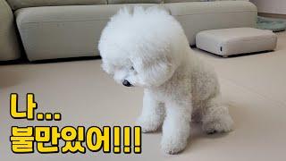 강아지가 불만을 표현하는 방법 5가지