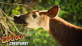 Okapi facts