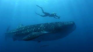 How do you become a marine biologist? | BBC Earth Explore