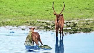 Heartless Buck Throws Baby Back into Crocodile’s Jaws After it Escaped