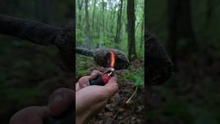 Making a Cook Stove/Torch with Pine Resin (aka sap) and Cattail Fluff