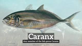 What is Caranx? | How to Say Caranx in English? | How Does Caranx Look?