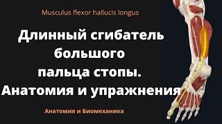 Длинный сгибатель большого пальца стопы. Musculus flexor hallucis longus. Анатомия и упражнения.