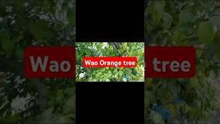 Beautiful Orange Tree vlog Pakistan village new village vlog video #shortvideo#viralshort