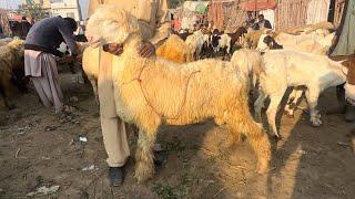 Mundre Chatre 2025 Ke Liye | desi Mundre Chatre | LAHORI SHAUK | Lahore Bakra Mandi