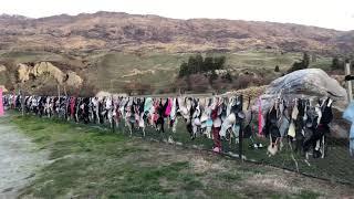 Bra Fence Cardrona New Zealand