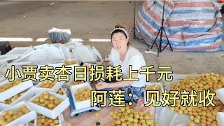 小贾卖荷兰香蜜杏第二天，损耗率一天上千元，阿莲：见好就收吧