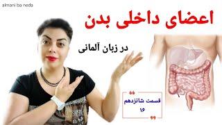 قسمت شانزدهم ۱۶ سطح پایه ، اعضای داخلی بدن به زبان آلمانی