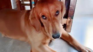 When Your Dog Becomes a Little Troublemaker! Funniest DOG Videos 2024