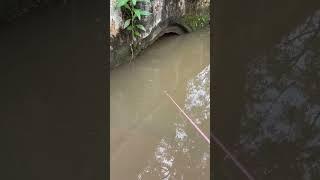 Very Good Fishing Moments #BlacktipH #Jon B. #LakeForkGuy #CatchEm All Fishing #Andrew Flair #shorts