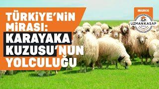 Türkiye'nin Mirası: Karayaka Kuzusu'nun Yolculuğu