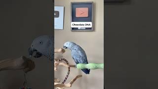 Giz is working on a bunch of new words!!! #parrot #funnyparrot #talkingparrot