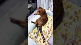 funny cat video shorts 09#shorts #cat #catlover #tranding