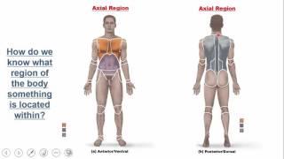 Introduction to the Human Body:  Overview and Gross Anatomy