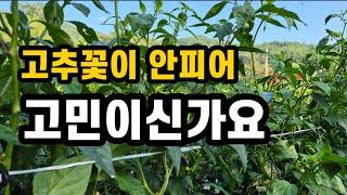 고추 꽃이 안피어 걱정이신가요?(#고추농사,#고추재배,#고추꽃,#고추수확,#빨간고추)