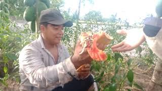 Đu Đủ Siêu Trái. Đu Đủ . Khang Toàn Channel