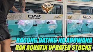 May Bagong Dating Na Budget Meal Arowana - OAK Aquatix Stock Update