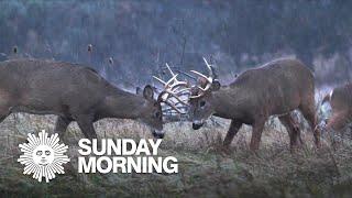 Nature: White-tailed deer in New York State