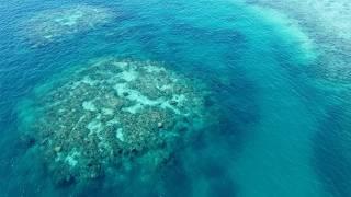 Buying time: can science save the Great Barrier Reef?