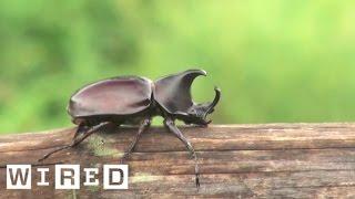 The Biggest Bro of the Insect Kingdom: The Rhino Beetle | WIRED