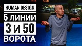 Дизайн Человека 3 и 50 ворота. 5 линии Даниил Трофимов. Human Design. Транзиты