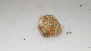 STASHCLUB!! BLUE GUAVA!!! STRAIN!!! REVIEW!!! - EP.5- HANSOLO TOKER