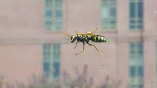 Close Up View of V. Maculifrons Worker Wasp (Yellow Jacket, Social Wasp Observation)