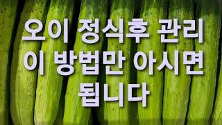 오이재배방법 오이정식후이방법만아시면됩니다  오이순정리이것이정석입니다 오이잘키우기 농사유튜브 농사정보통