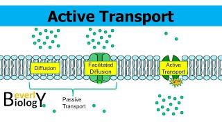 Active Transport (updated)