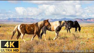 Animals Of The World 4K: Horse 4K VIDEO - Scenic Wildlife Film With Calming Music