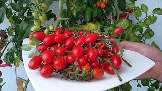 Growing Tomatoes in Pots with All Stages from Seed to Harvest. How to Grow Tomatoes in Pots