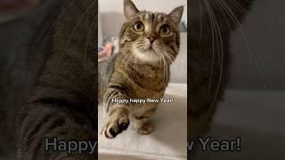 Happy New Year to everyone watching! #shorts #cat #funny