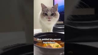 Shhhh.. its secret ingredient  : viralcatonline IG #cattube #funnycat