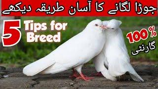 Jora Lagany ka Asan Tarika I Royal Teddy Kabootar I Royal Teddy Pigeon | Samual Bhatti