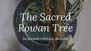 The Sacred Rowan Tree