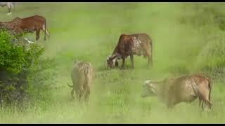 Indian Gir Cows that make PIOR Living Ghruta Ghee