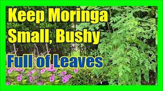 How To Keep Moringa Tree Small: How To Prune Moringa Tree To Keep Full of Leaves