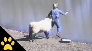 Sheep - 1, Fisherman - 0