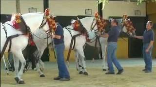 PFERDEZUCHT LA CARTUJA HIERRO DEL BOCADO