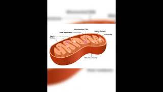 Mitochondria Structure and Function #mitochondria #biology #shorts