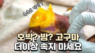 호박?밤?꿀? 대체 고구마 그거 어떻게 다른 건데 ... ? |고구마 종류 | 호박 | 밤 | 물 | 꿀 | 황금 | 베니하루카 | 고구마 보관법